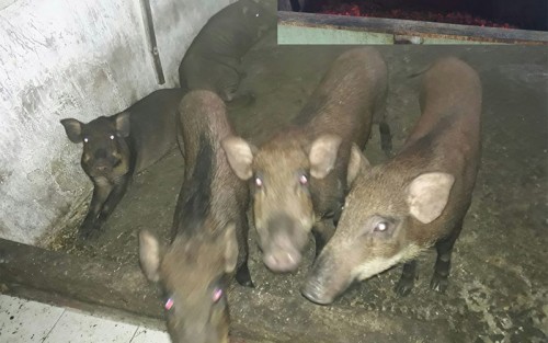 Heo lai rừng và heo mọi tại trại