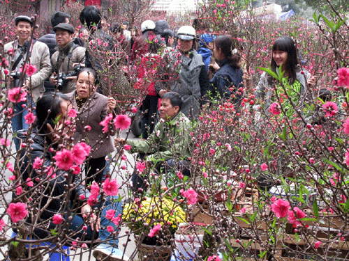 Cây cảnh, hoa Tết